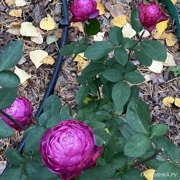 превью изображения отзыва