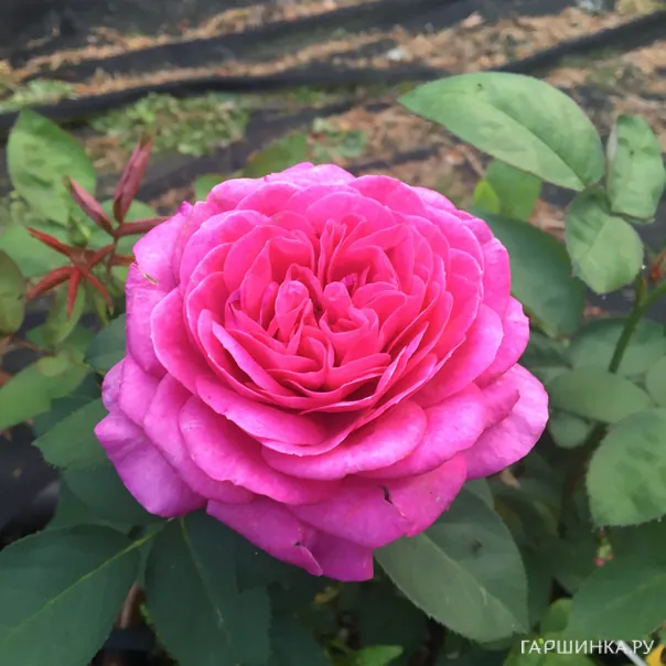 превью изображения отзыва