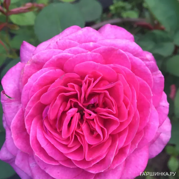 превью изображения отзыва