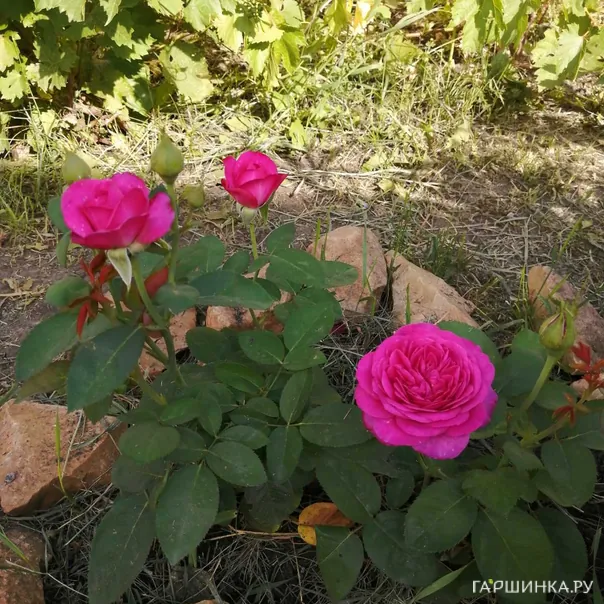 превью изображения отзыва