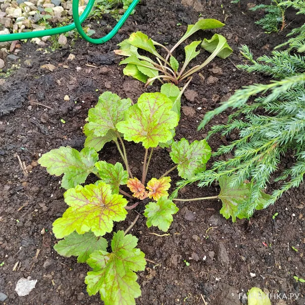 превью изображения отзыва