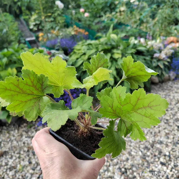 превью изображения отзыва