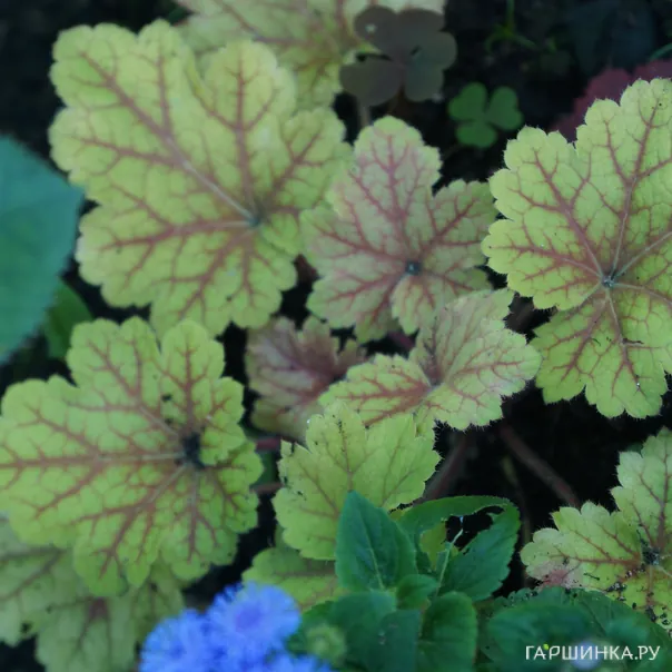 превью изображения отзыва