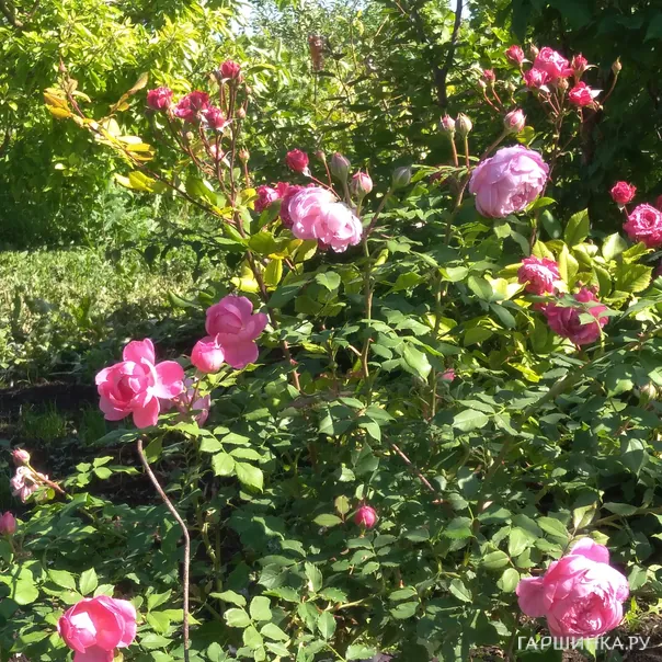 превью изображения отзыва