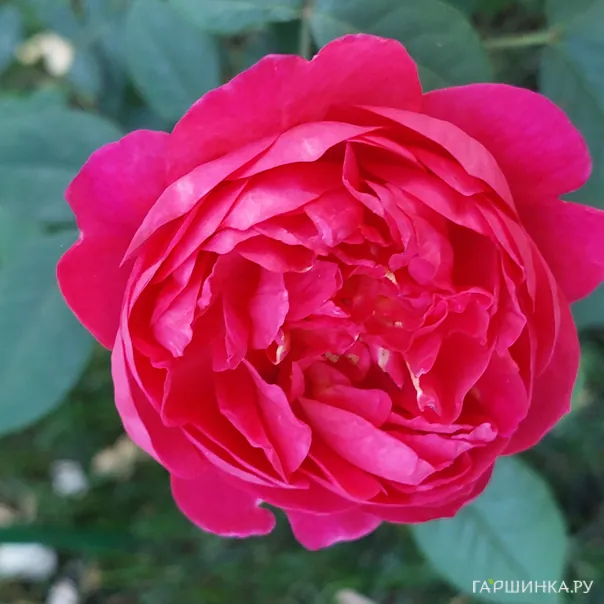 превью изображения отзыва