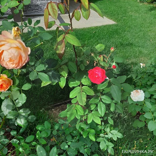 превью изображения отзыва