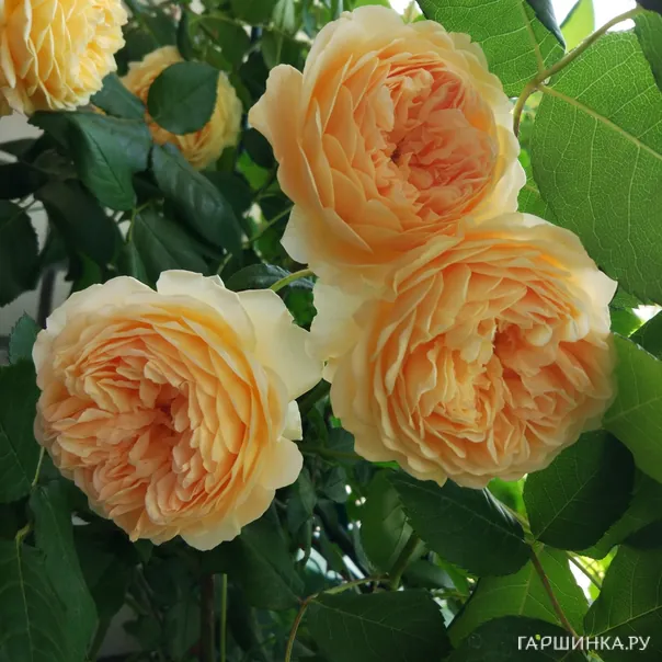 превью изображения отзыва