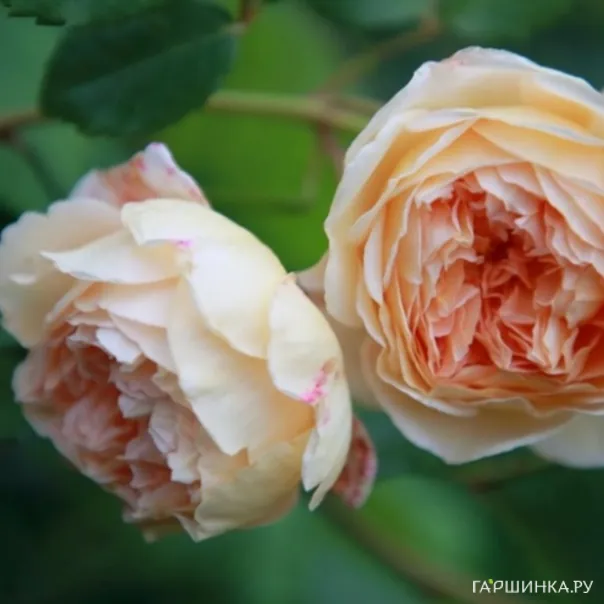 превью изображения отзыва