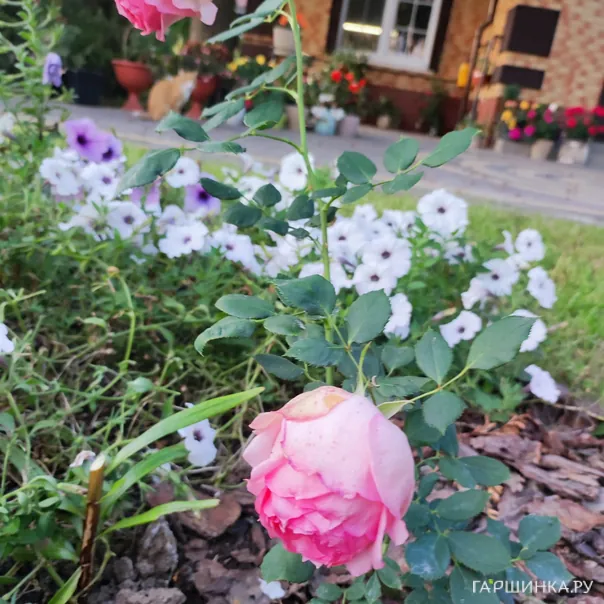 превью изображения отзыва