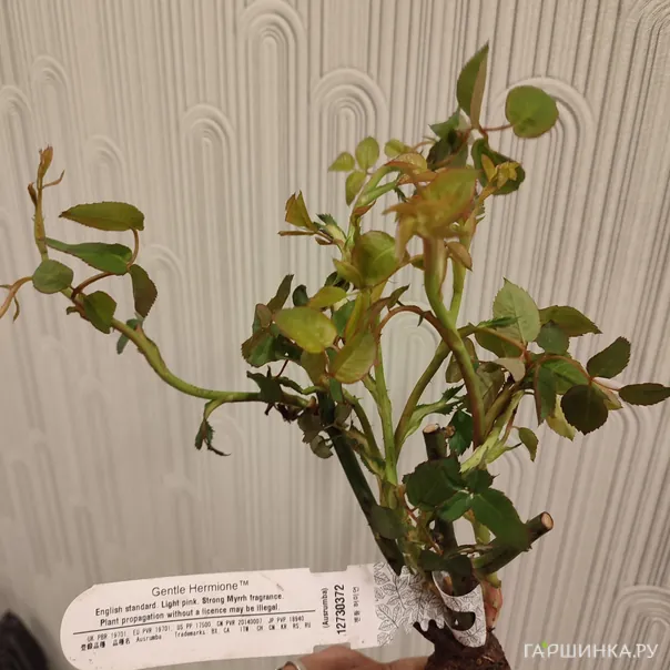 превью изображения отзыва