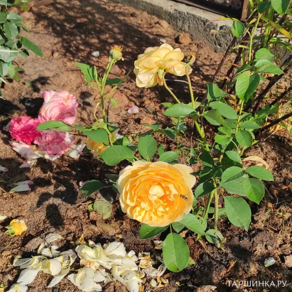 превью изображения отзыва