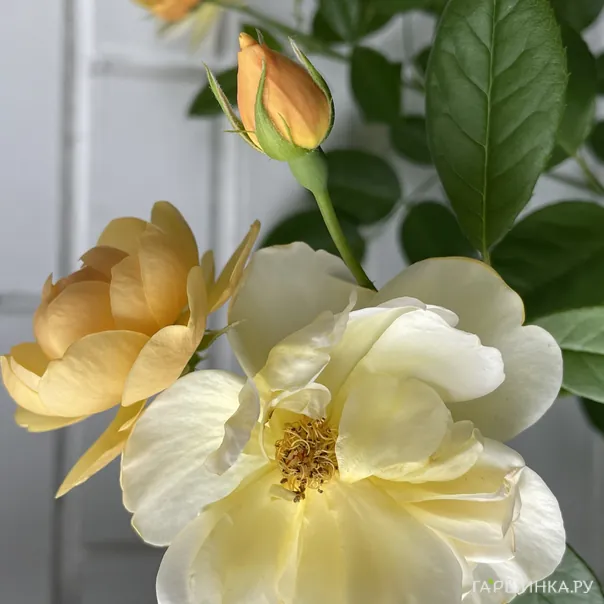 превью изображения отзыва