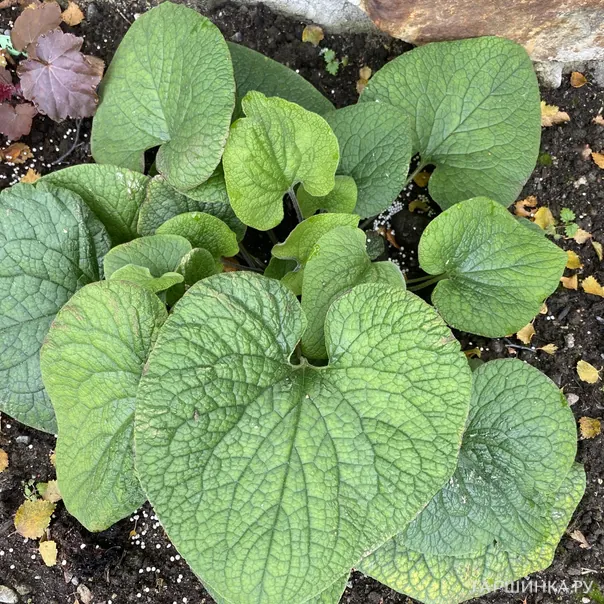 превью изображения отзыва