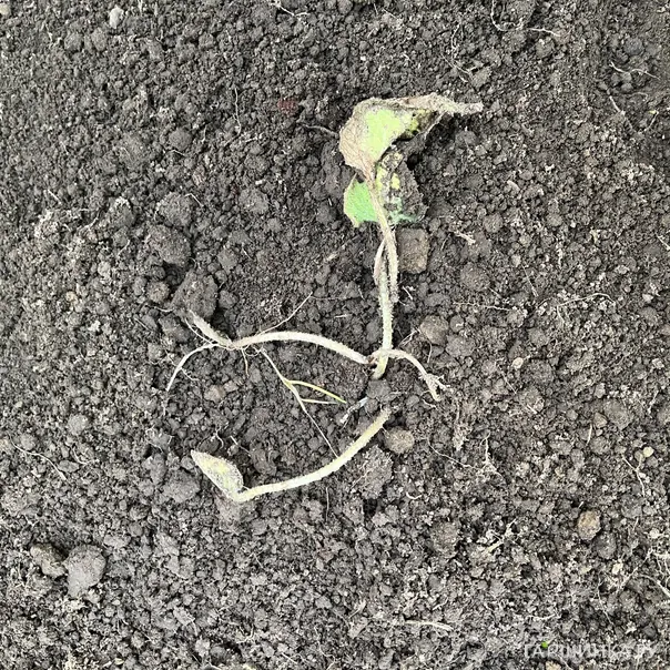 превью изображения отзыва