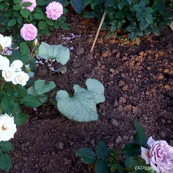 превью изображения отзыва