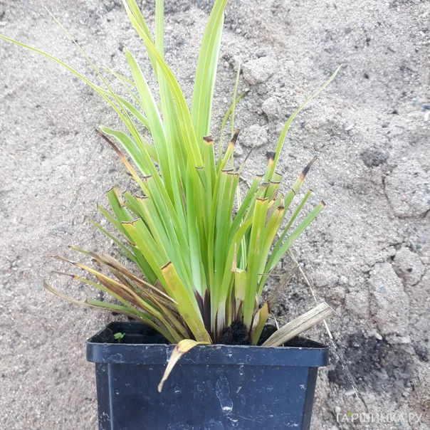 превью изображения отзыва