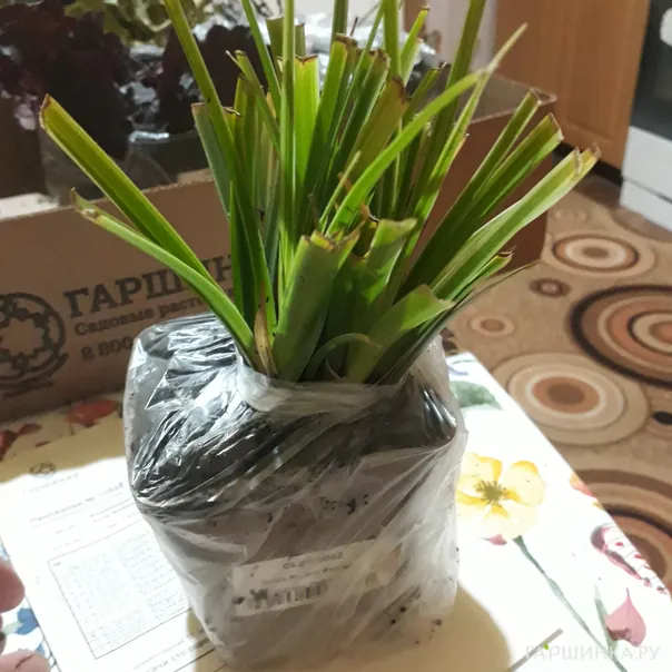 превью изображения отзыва