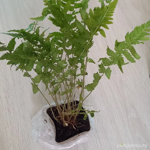 превью изображения отзыва