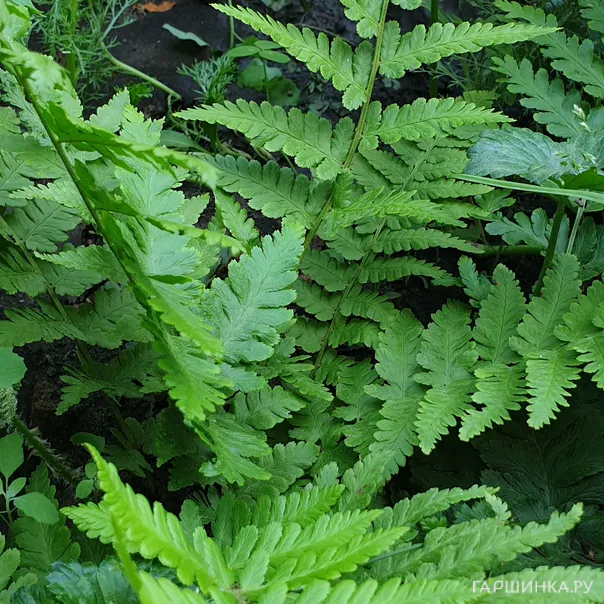 превью изображения отзыва