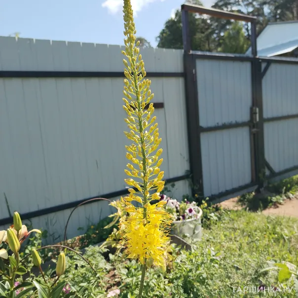 превью изображения отзыва