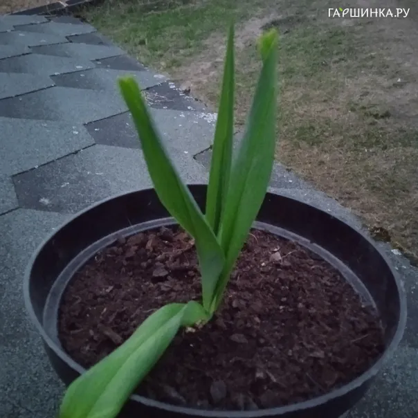 превью изображения отзыва
