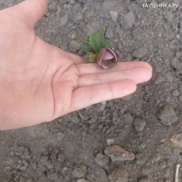 превью изображения отзыва