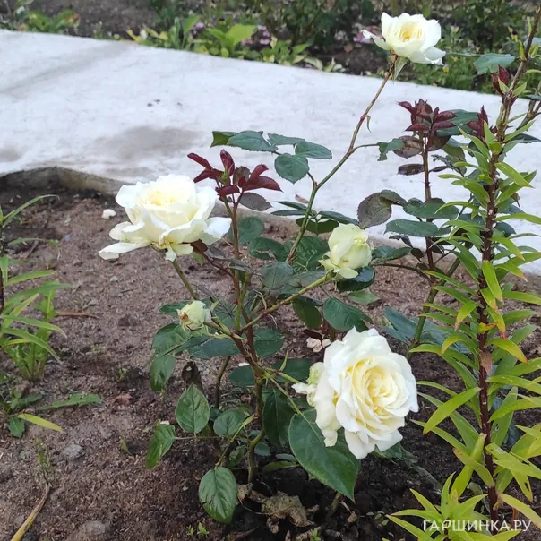 превью изображения отзыва