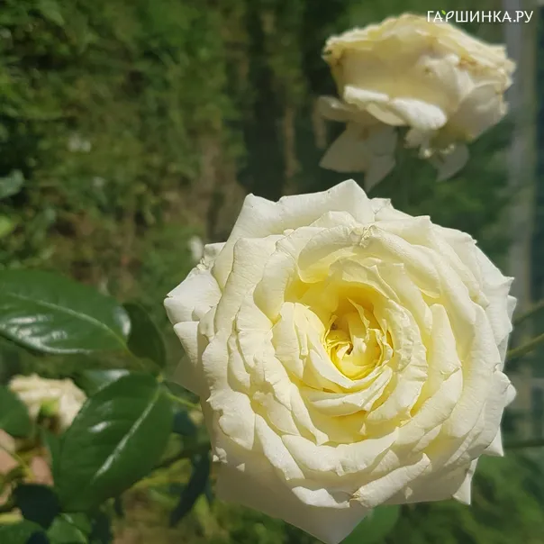 превью изображения отзыва