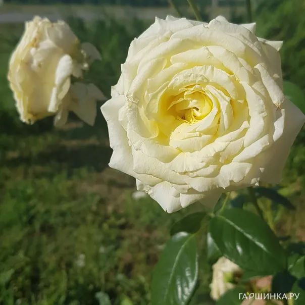 превью изображения отзыва