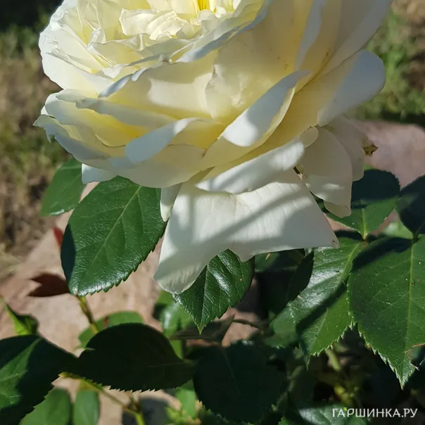 превью изображения отзыва