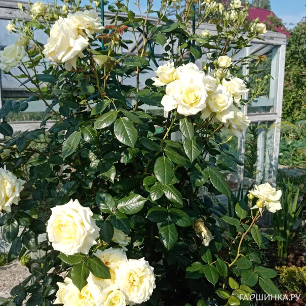 превью изображения отзыва