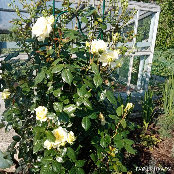 превью изображения отзыва