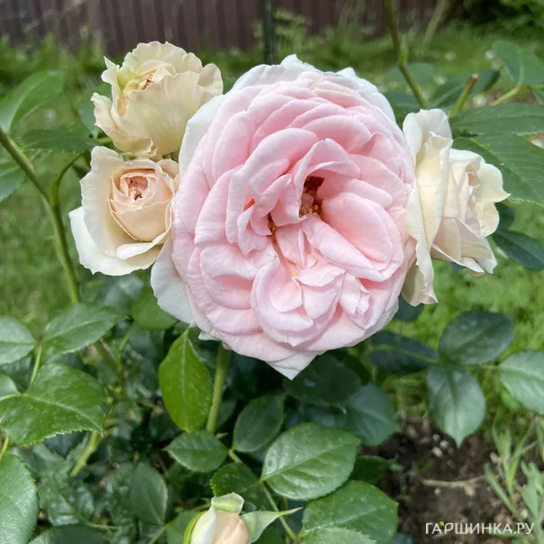 превью изображения отзыва