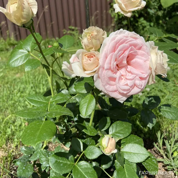 превью изображения отзыва