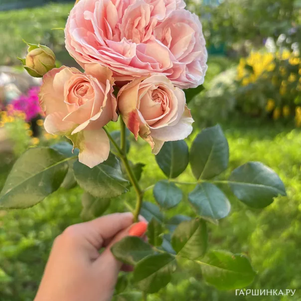 превью изображения отзыва