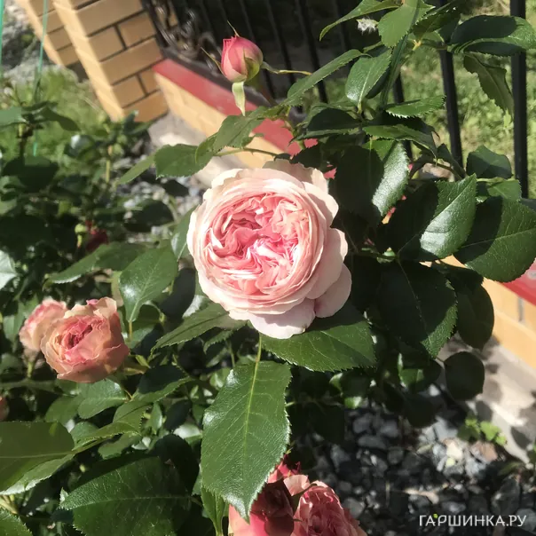 превью изображения отзыва