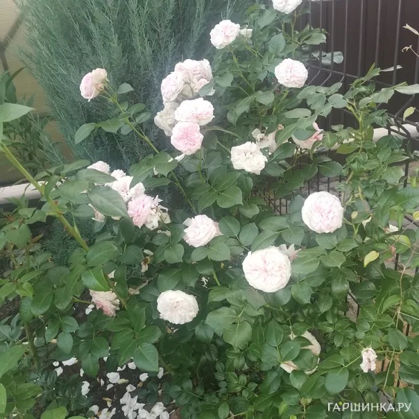 превью изображения отзыва