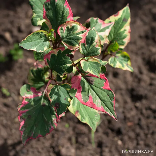 превью изображения отзыва