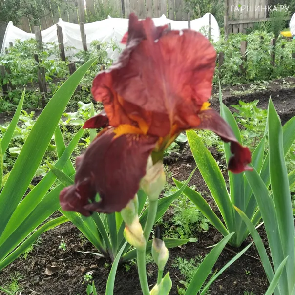 превью изображения отзыва