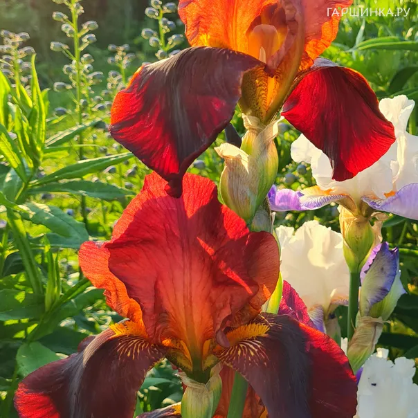 превью изображения отзыва