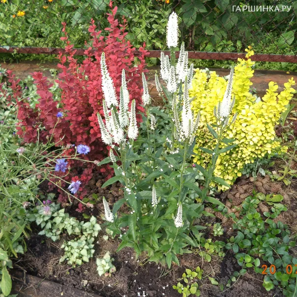 превью изображения отзыва