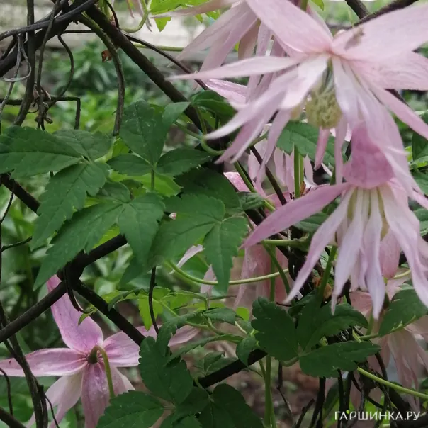 превью изображения отзыва