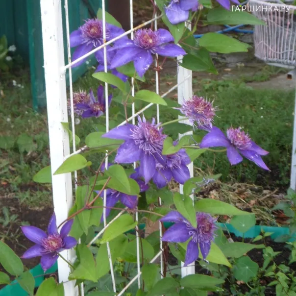 превью изображения отзыва