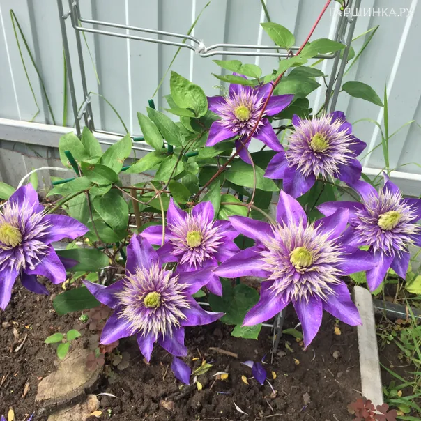 превью изображения отзыва