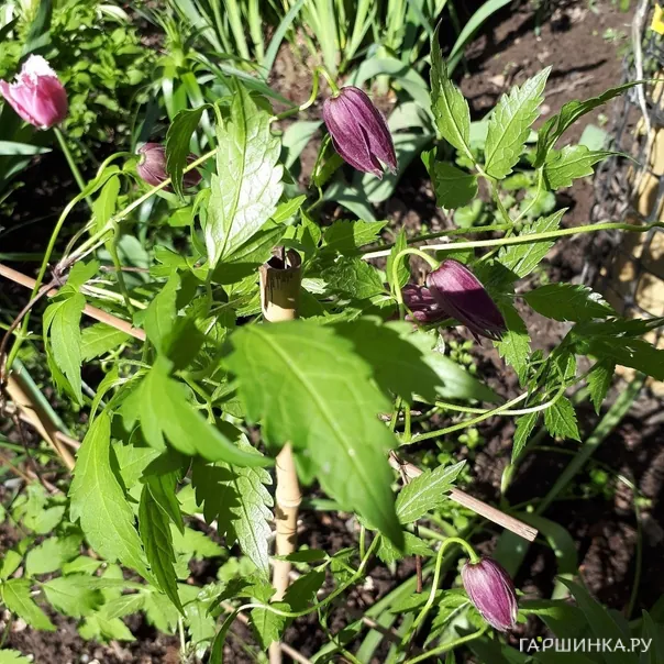 превью изображения отзыва