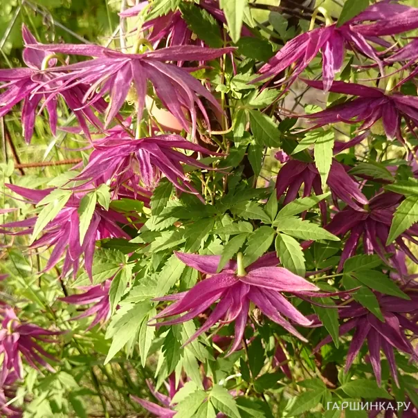 превью изображения отзыва