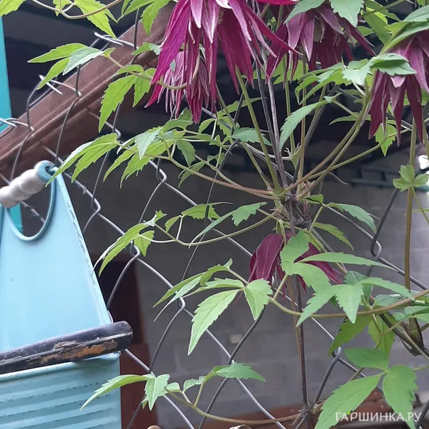 превью изображения отзыва