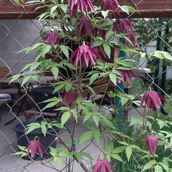 превью изображения отзыва