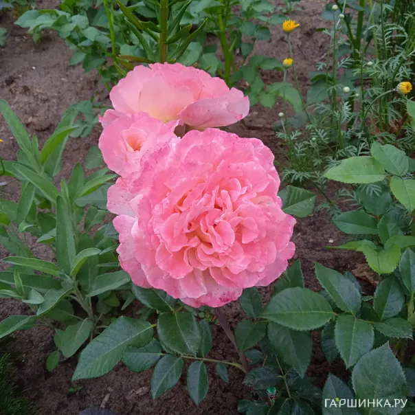 превью изображения отзыва