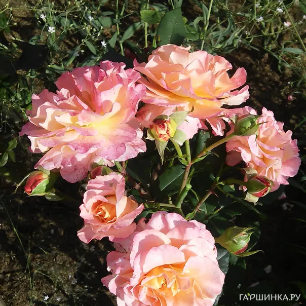 превью изображения отзыва